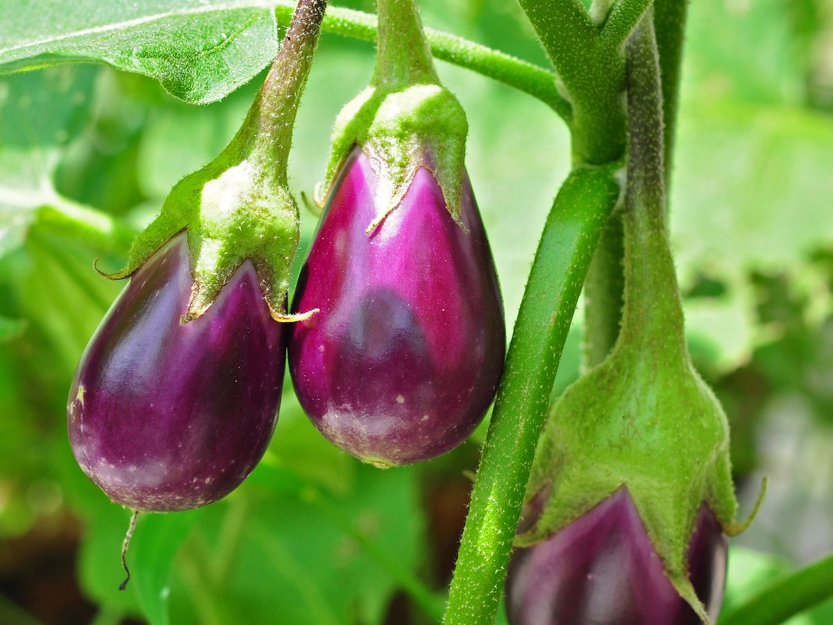 Berenjena