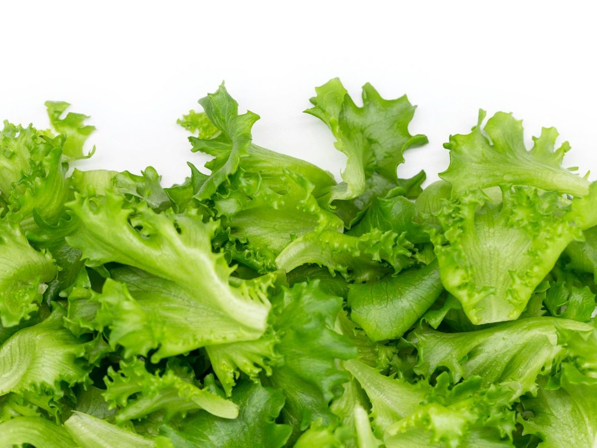 Lechuga