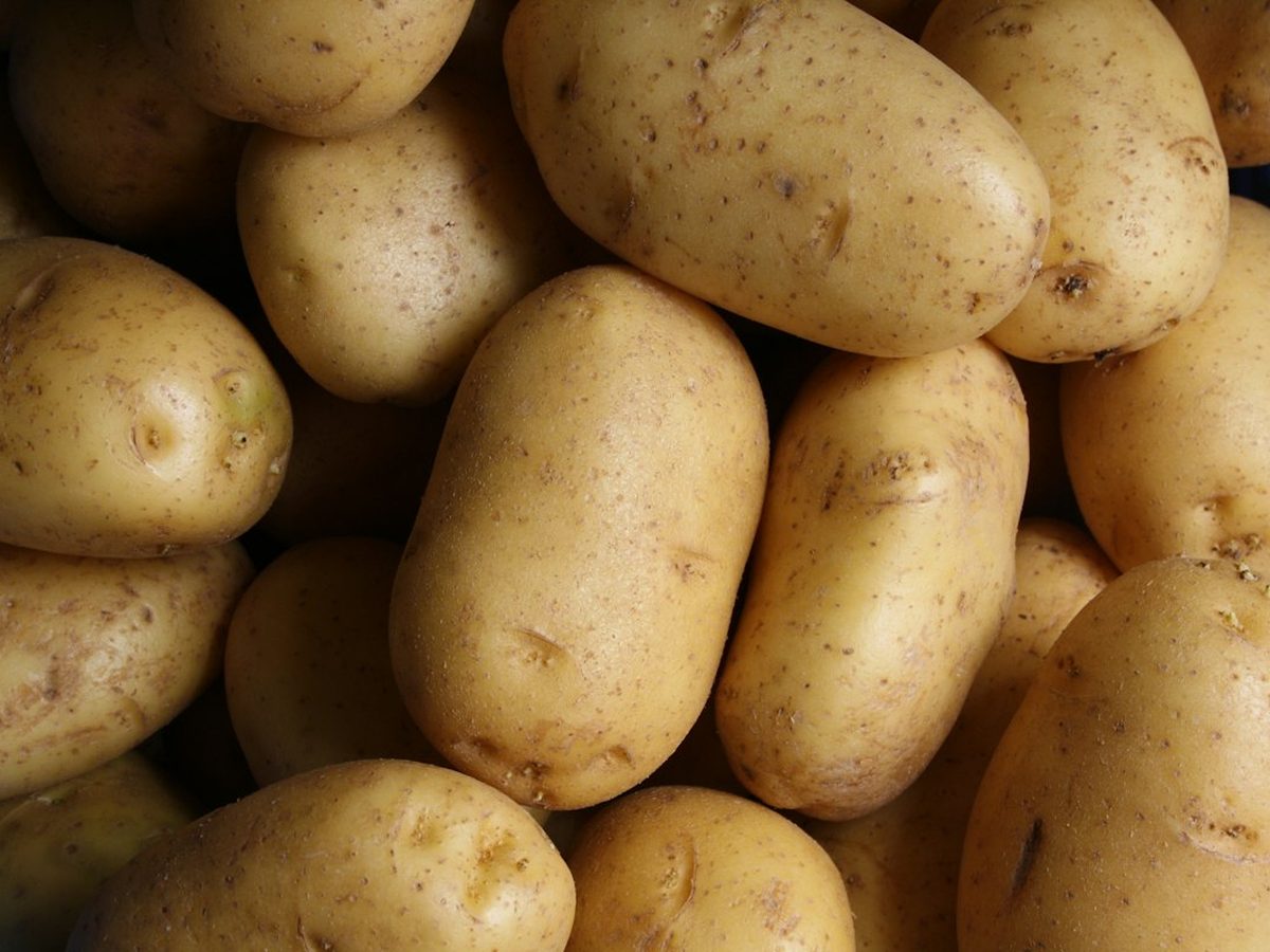 Patata